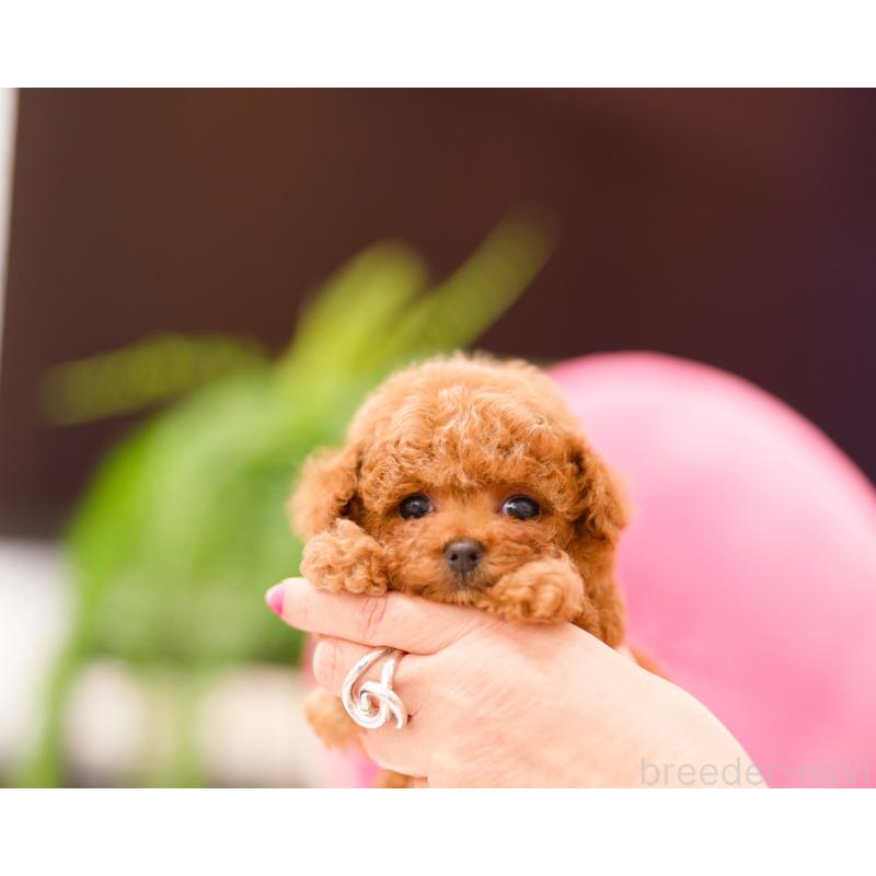 成約済の千葉県のタイニープードル-421346の5枚目