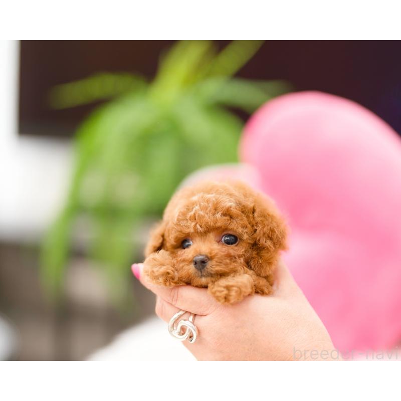 成約済の千葉県のタイニープードル-421346の4枚目