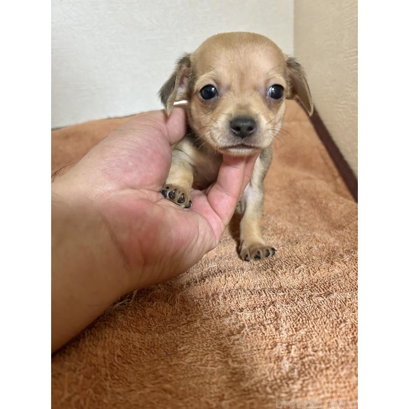 販売中の埼玉県のチワックス:チワワ×ミニチュアダックスフンド-422839の1枚目