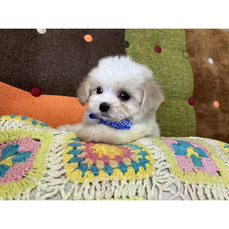 販売中の福岡県のマルプー:マルチーズ×トイプードル-422836の14枚目