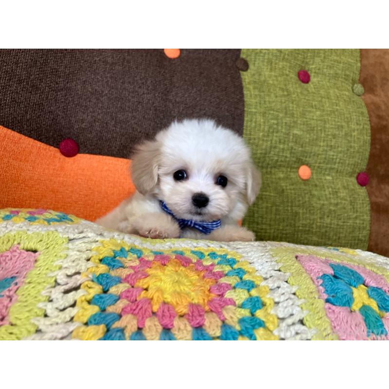 販売中の福岡県のマルプー:マルチーズ×トイプードル-422836の13枚目