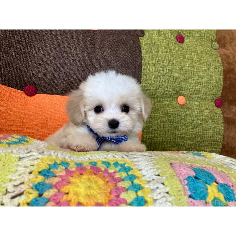 販売中の福岡県のマルプー:マルチーズ×トイプードル-422836の12枚目