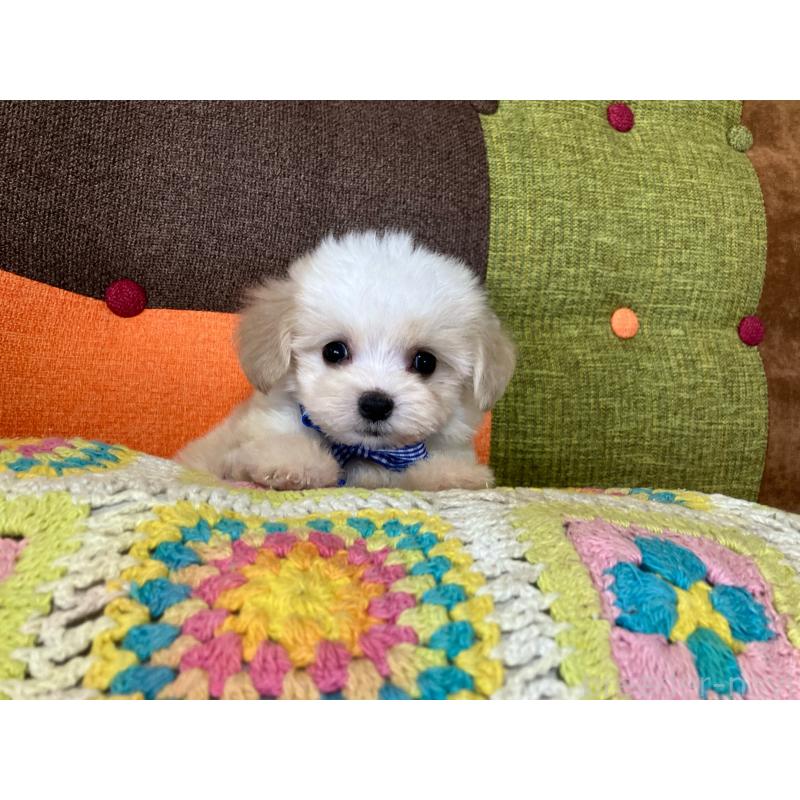 販売中の福岡県のマルプー:マルチーズ×トイプードル-422836の11枚目