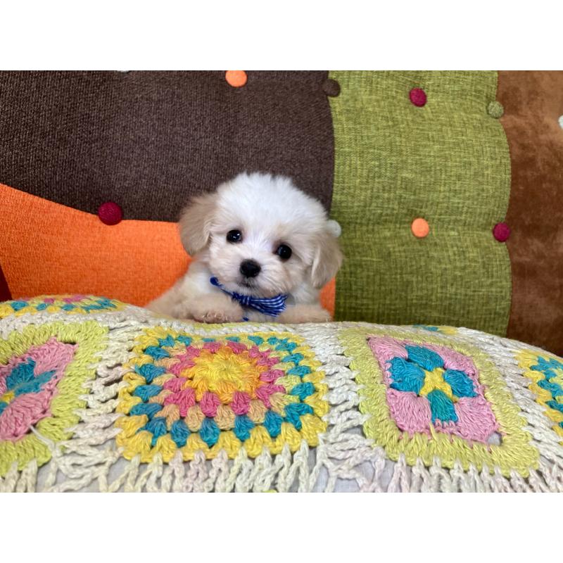 販売中の福岡県のマルプー:マルチーズ×トイプードル-422836の10枚目