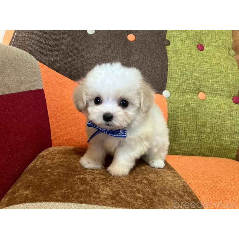 販売中の福岡県のマルプー:マルチーズ×トイプードル-422836の9枚目