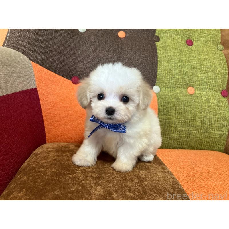 販売中の福岡県のマルプー:マルチーズ×トイプードル-422836の8枚目