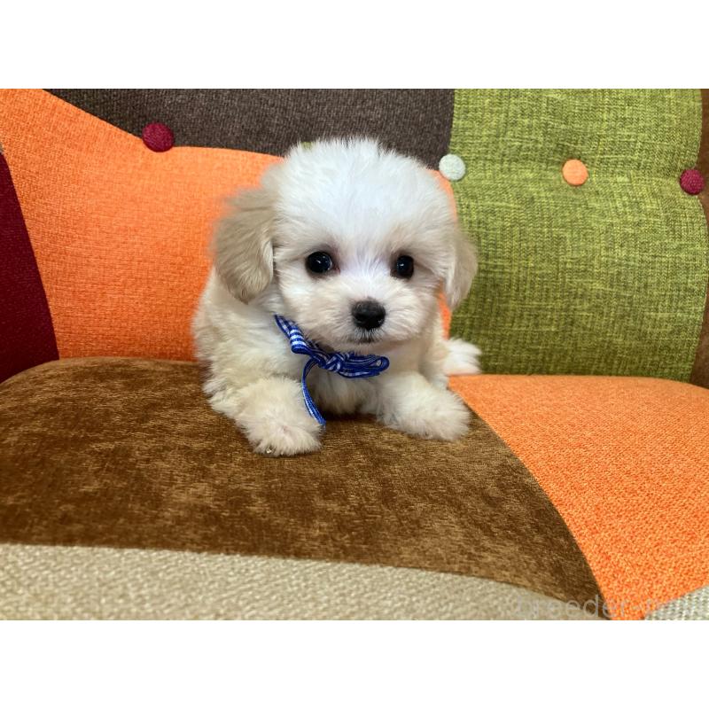 販売中の福岡県のマルプー:マルチーズ×トイプードル-422836の7枚目