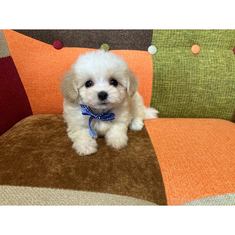 販売中の福岡県のマルプー:マルチーズ×トイプードル-422836の6枚目