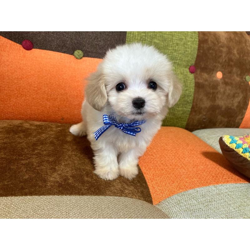 販売中の福岡県のマルプー:マルチーズ×トイプードル-422836の5枚目