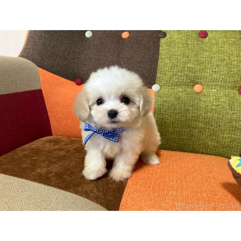 販売中の福岡県のマルプー:マルチーズ×トイプードル-422836の4枚目