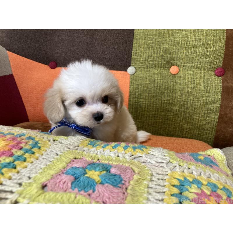 販売中の福岡県のマルプー:マルチーズ×トイプードル-422836の3枚目