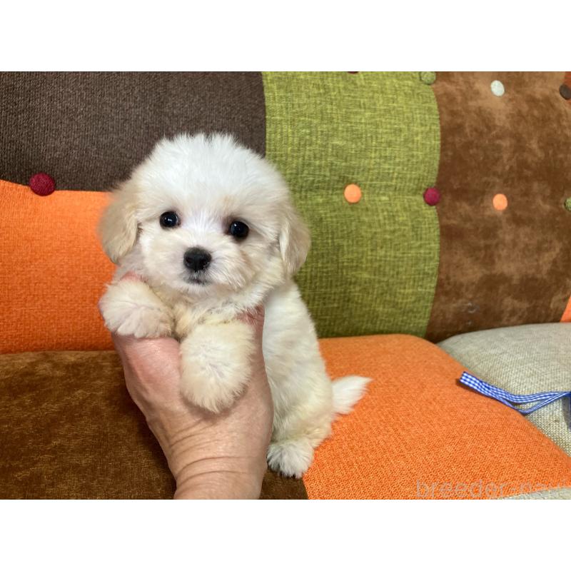 販売中の福岡県のマルプー:マルチーズ×トイプードル-422836の2枚目