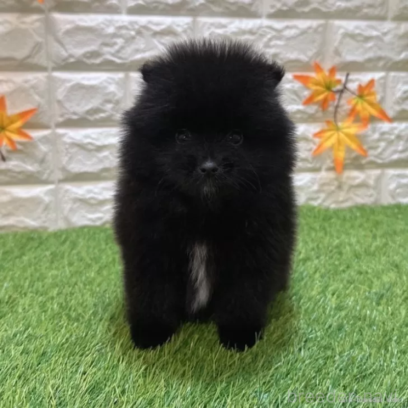 販売中の愛知県のポメラニアン-421798