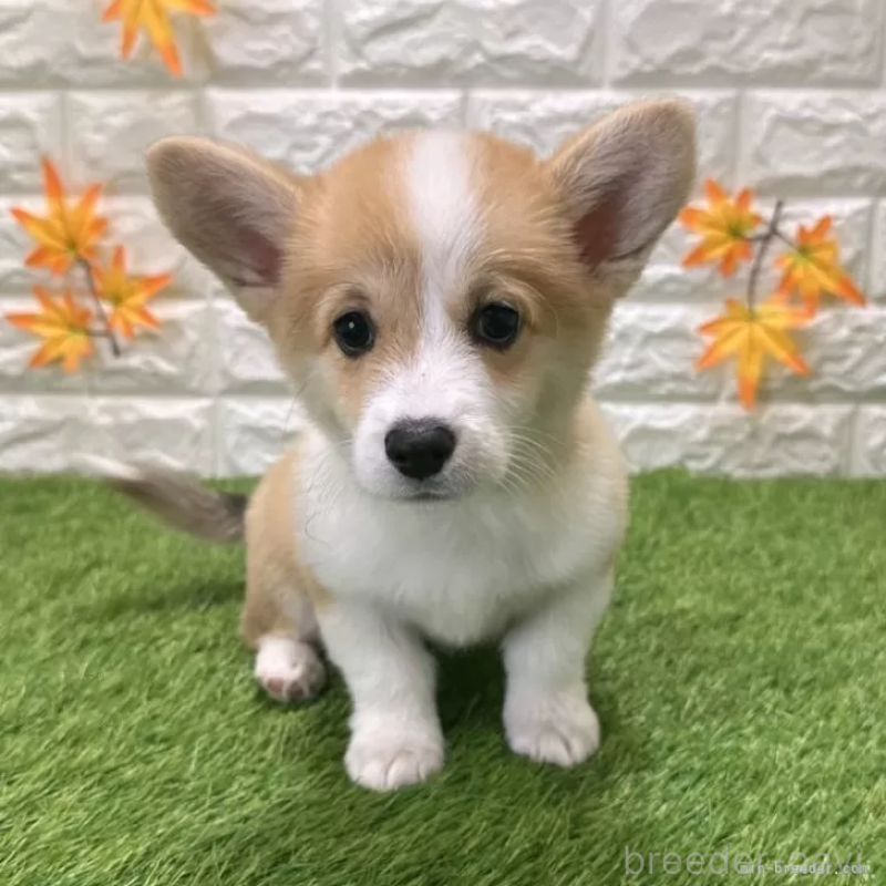 販売中の愛知県のウェルシュコーギーペンブローク-414576