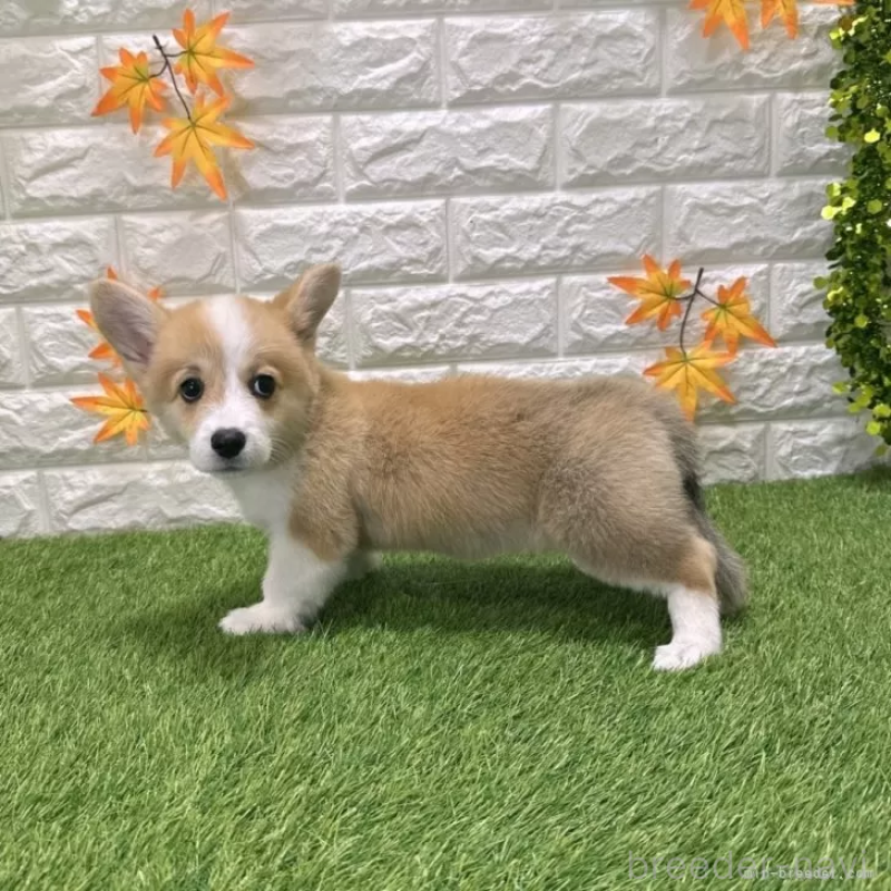 販売中の愛知県のウェルシュコーギーペンブローク-414576の5枚目