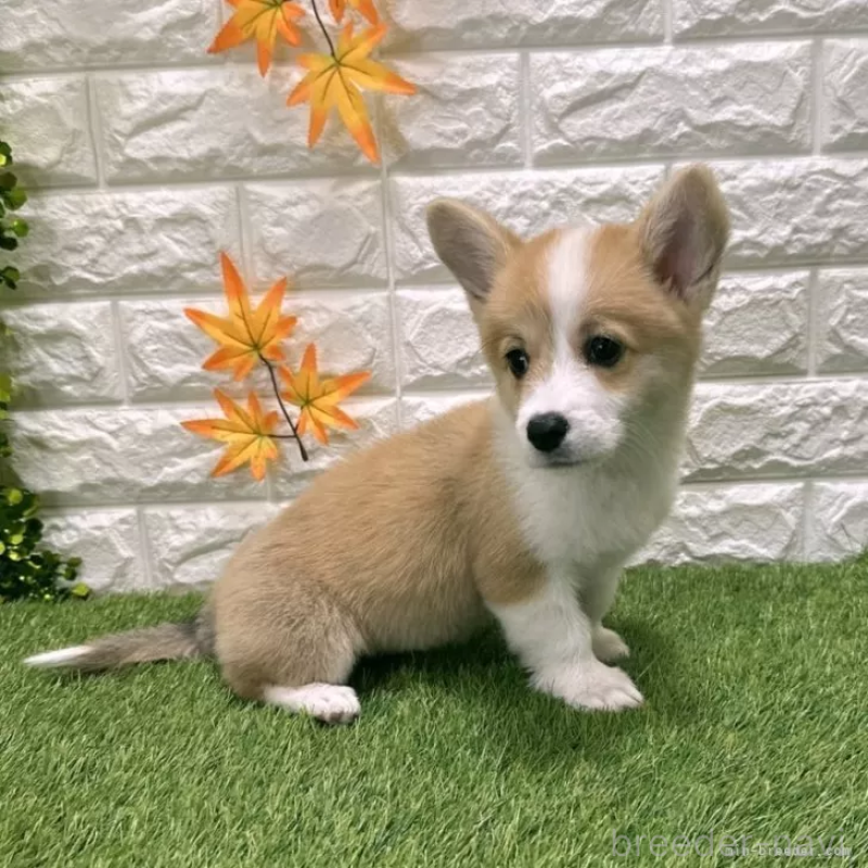 販売中の愛知県のウェルシュコーギーペンブローク-414576の4枚目