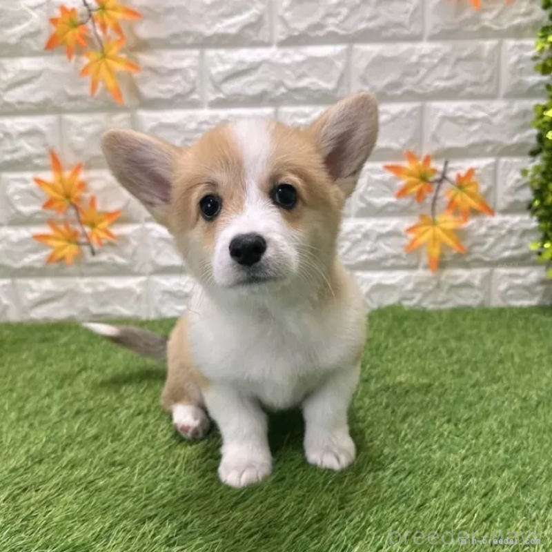 販売中の愛知県のウェルシュコーギーペンブローク-414576の3枚目