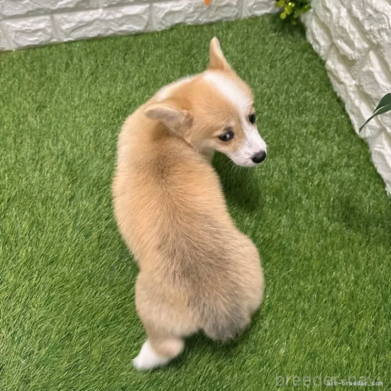 販売中の愛知県のウェルシュコーギーペンブローク-414576の2枚目