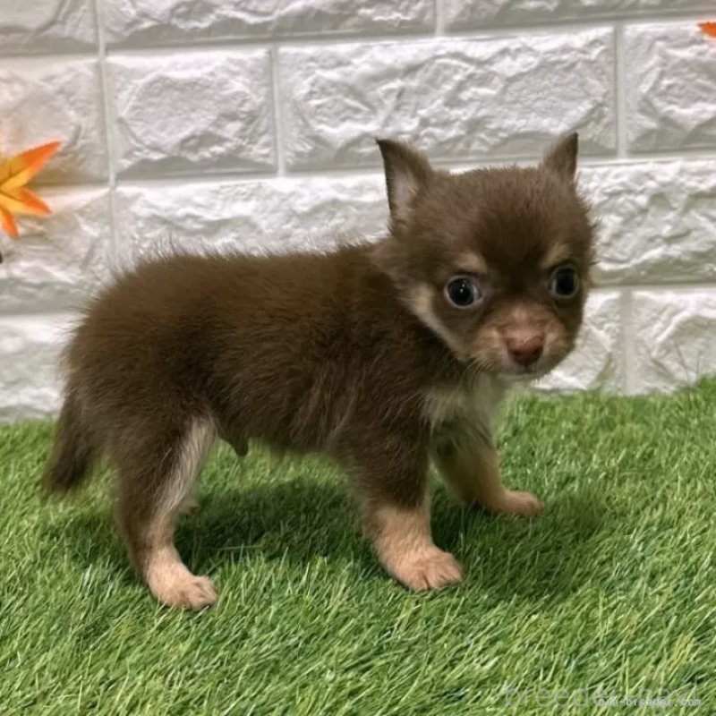 販売中の愛知県のチワワ(ロングコート)-421810の5枚目