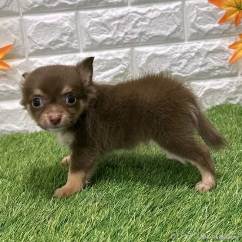 販売中の愛知県のチワワ(ロングコート)-421810の4枚目