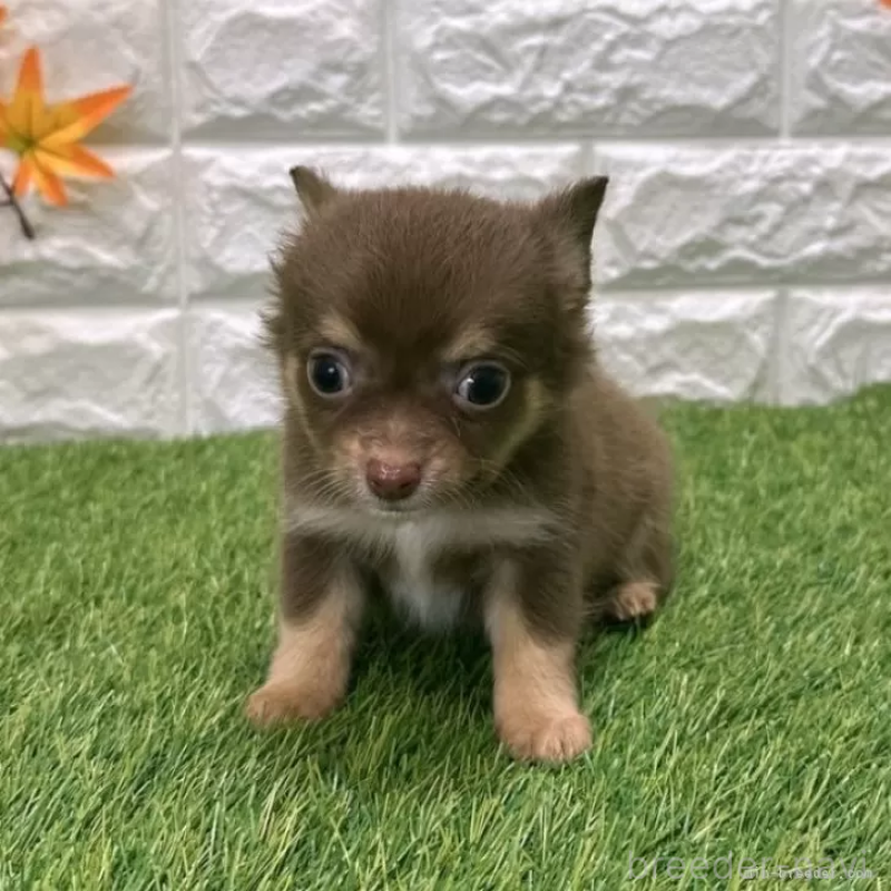 販売中の愛知県のチワワ(ロングコート)-421810の3枚目