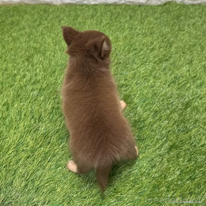 販売中の愛知県のチワワ(ロングコート)-421810の2枚目