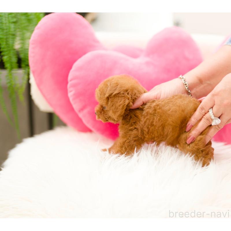 成約済の千葉県のティーカッププードル-421955の5枚目