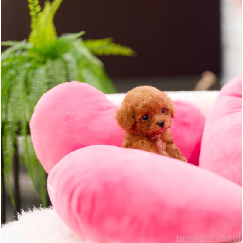 成約済の千葉県のティーカッププードル-421955の4枚目