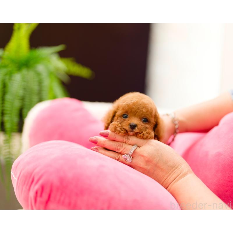 成約済の千葉県のティーカッププードル-421955の3枚目