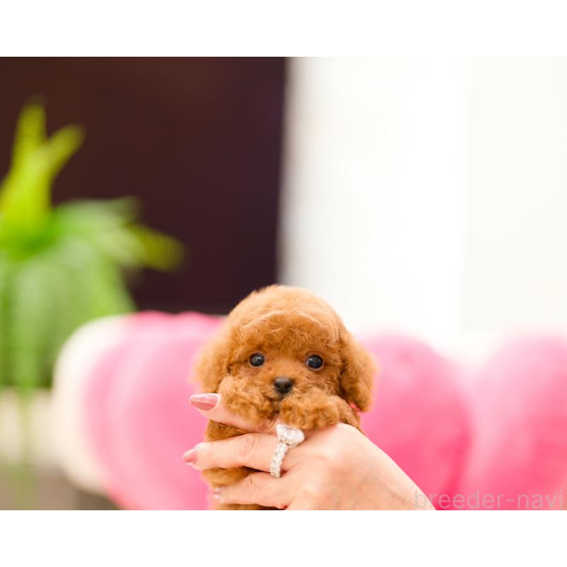 成約済の千葉県のティーカッププードル-421955の2枚目