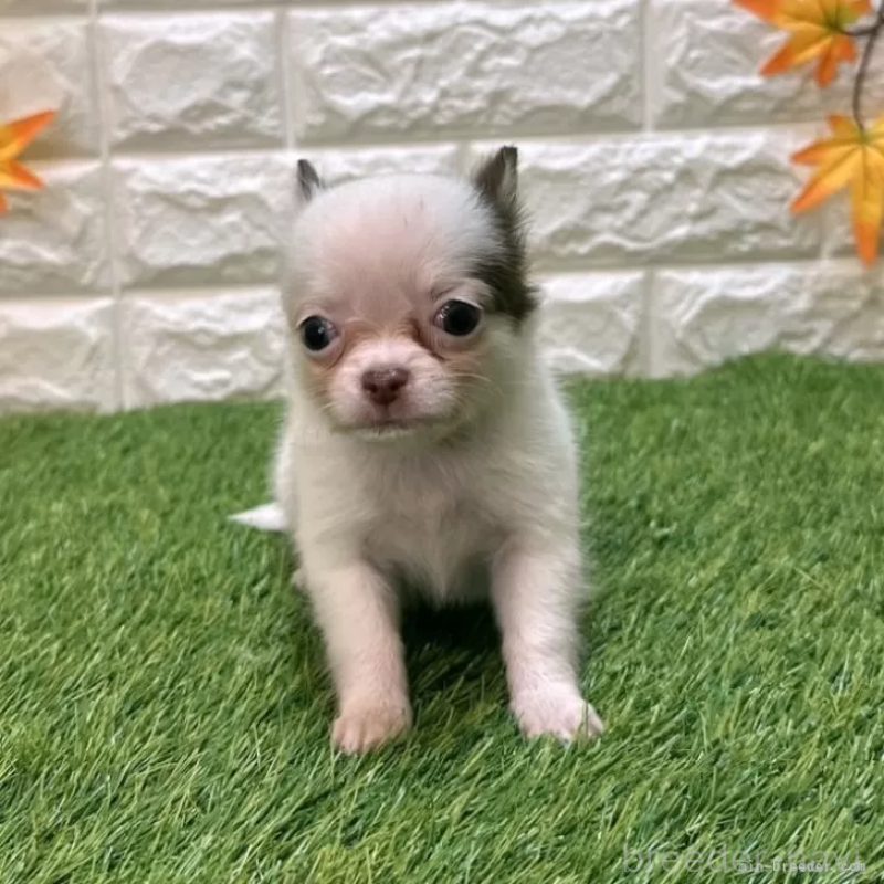 販売中の愛知県のチワワ(ロングコート)-421816