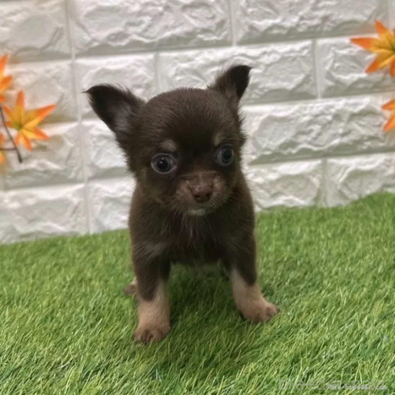 販売中の愛知県のチワワ(ロングコート)-421814