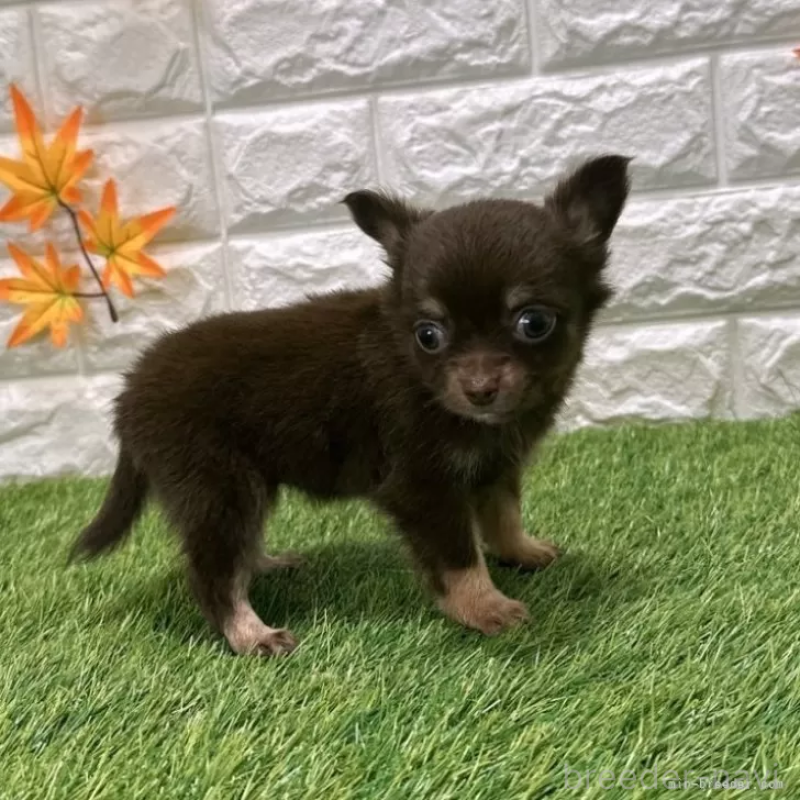 成約済の愛知県のチワワ(ロングコート)-421814の5枚目