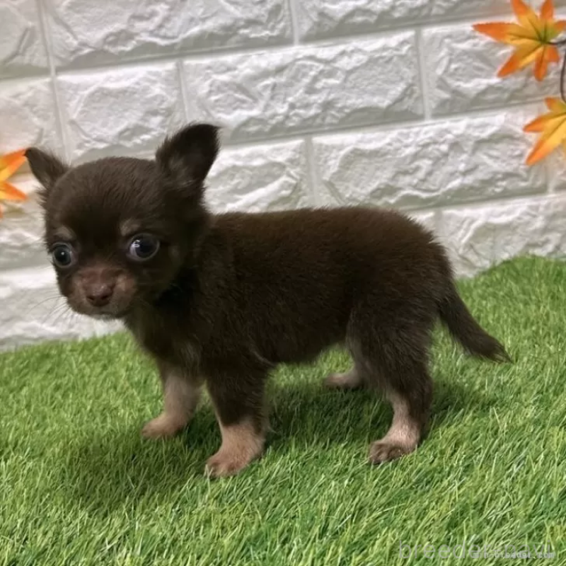 成約済の愛知県のチワワ(ロングコート)-421814の4枚目