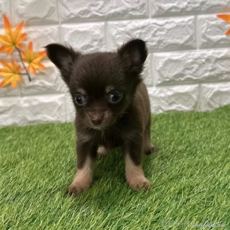 成約済の愛知県のチワワ(ロングコート)-421814の3枚目