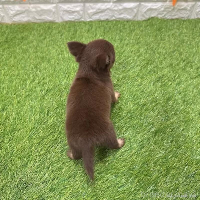 成約済の愛知県のチワワ(ロングコート)-421814の2枚目