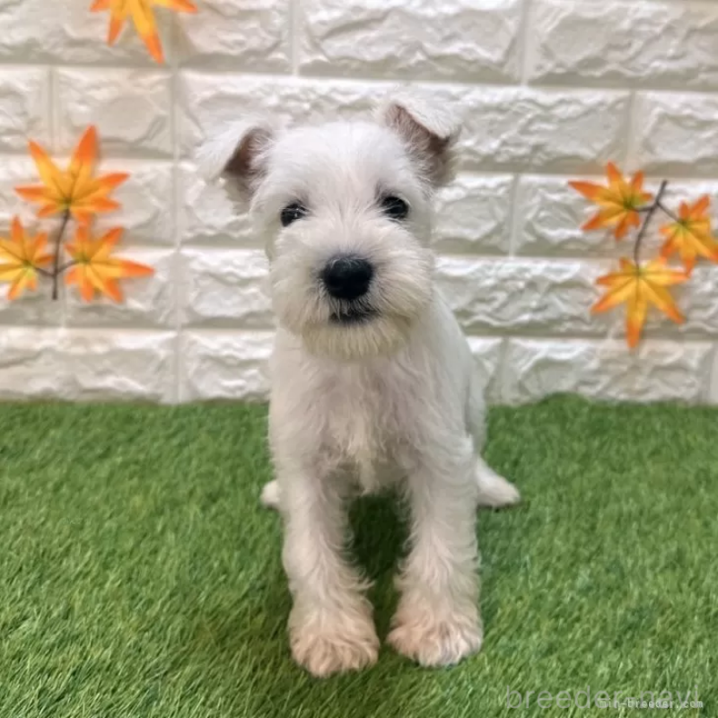 販売中の愛知県のミニチュアシュナウザー-419636