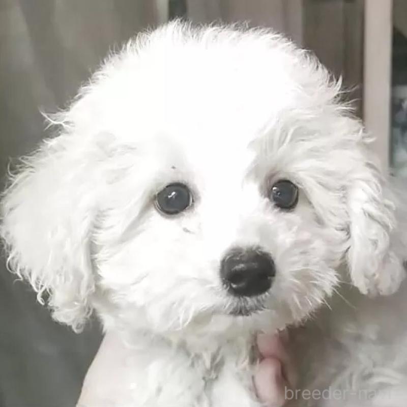 成約済の愛知県のビションフリーゼ-414172の1枚目