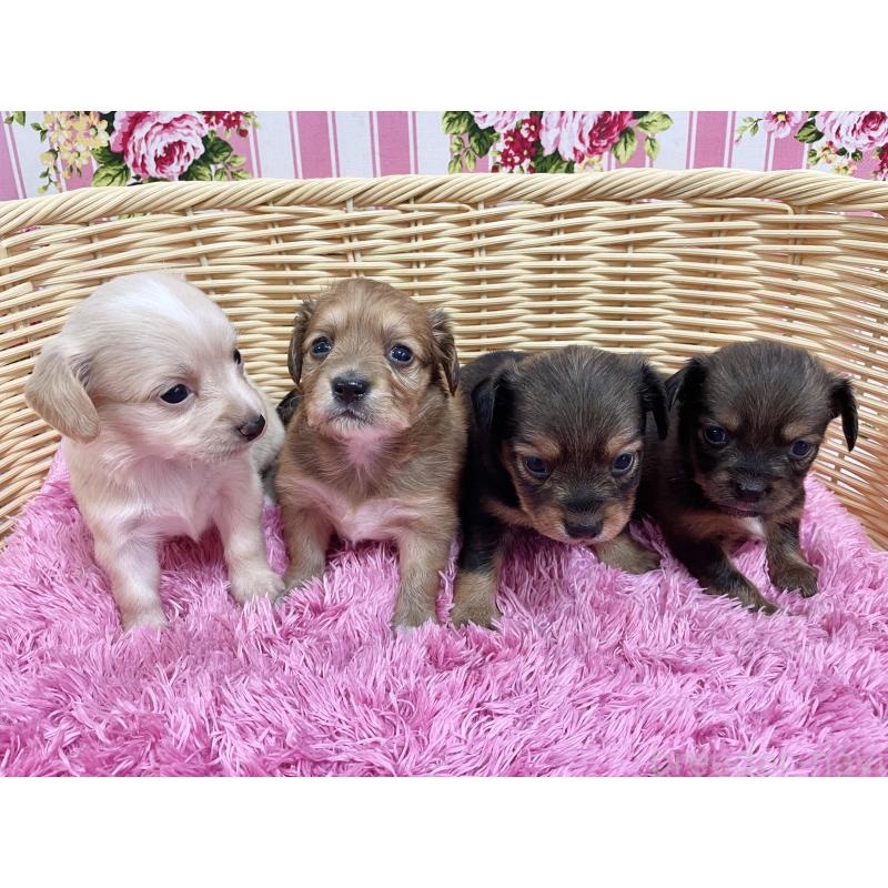 販売中の秋田県のチワックス:チワワ×ミニチュアダックスフンド-422845の9枚目