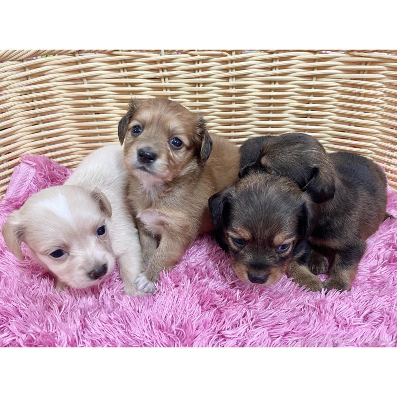 販売中の秋田県のチワックス:チワワ×ミニチュアダックスフンド-422845の8枚目