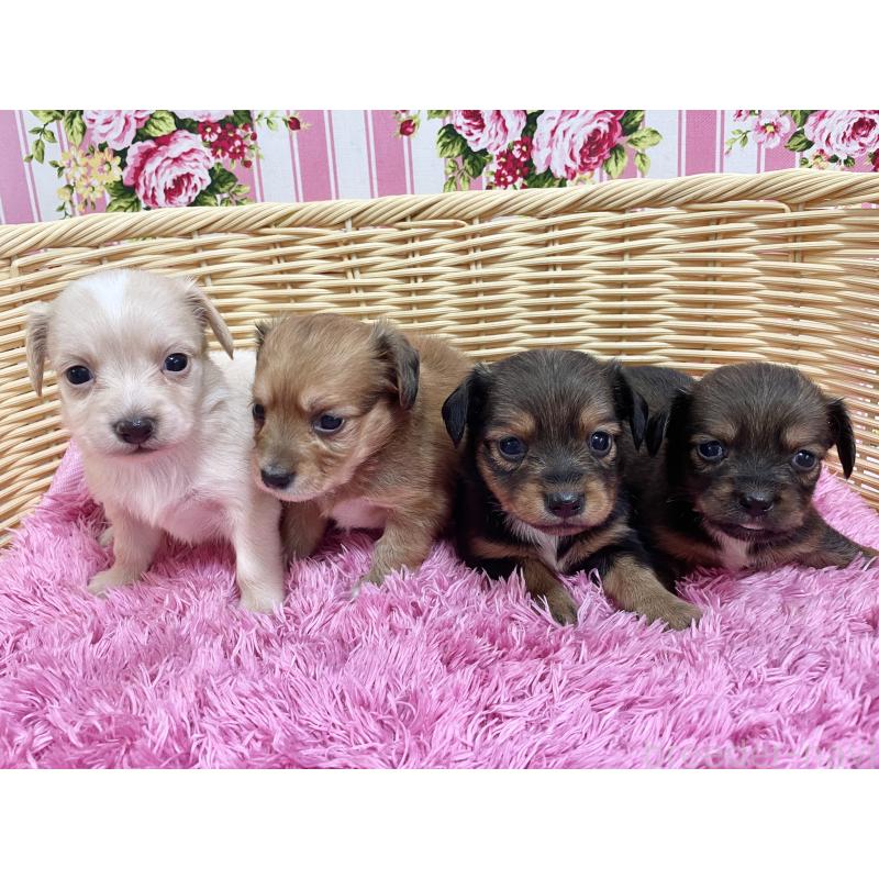 販売中の秋田県のチワックス:チワワ×ミニチュアダックスフンド-422845の1枚目