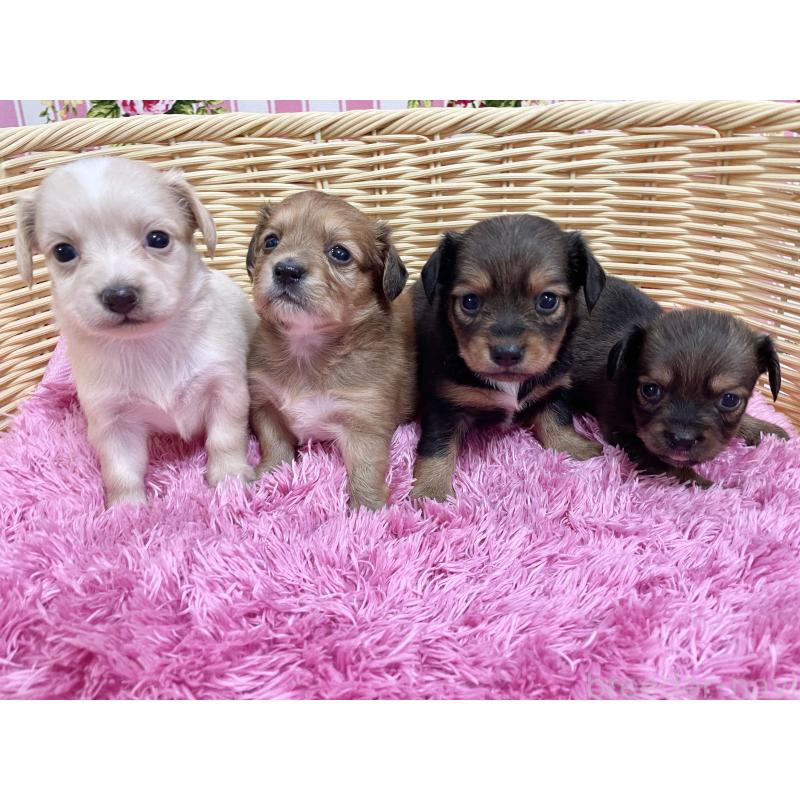 販売中の秋田県のチワックス:チワワ×ミニチュアダックスフンド-422845の7枚目