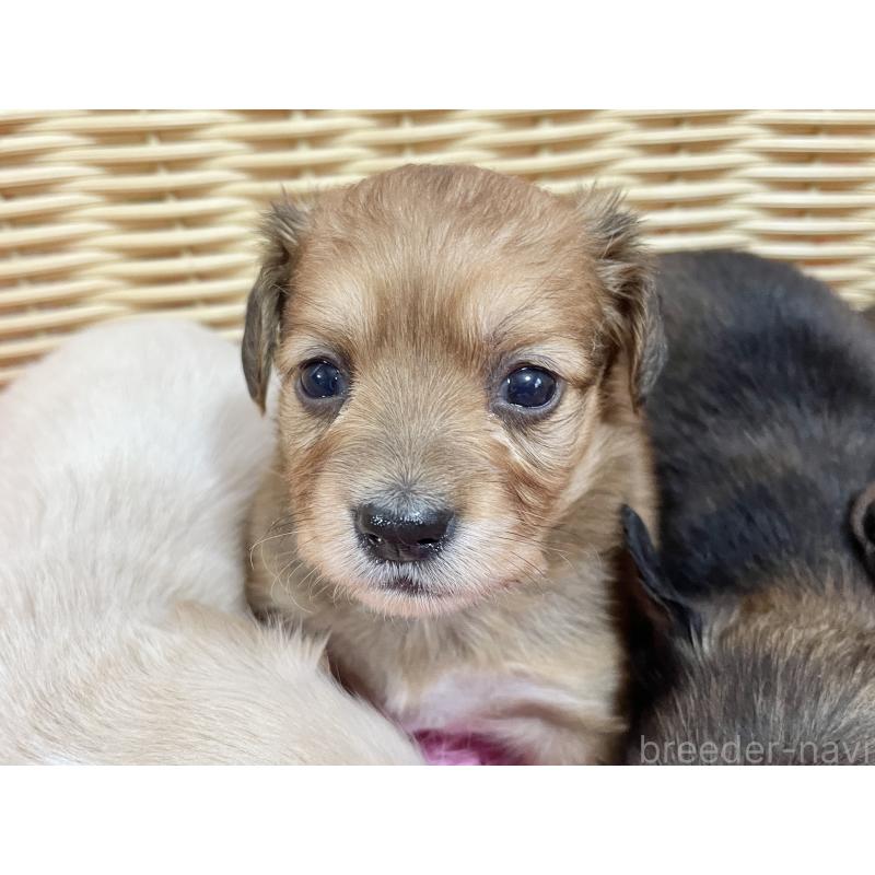 販売中の秋田県のチワックス:チワワ×ミニチュアダックスフンド-422845の6枚目