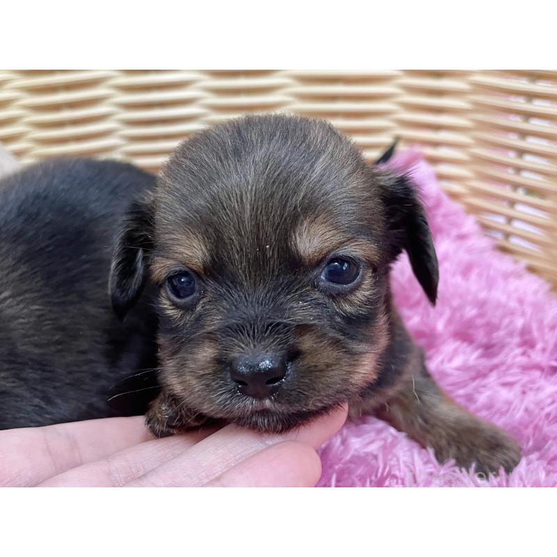 販売中の秋田県のチワックス:チワワ×ミニチュアダックスフンド-422845の4枚目