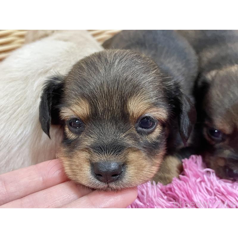 販売中の秋田県のチワックス:チワワ×ミニチュアダックスフンド-422845の3枚目