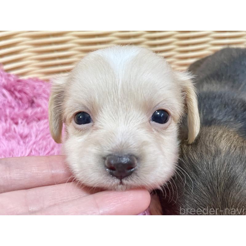 販売中の秋田県のチワックス:チワワ×ミニチュアダックスフンド-422845の2枚目