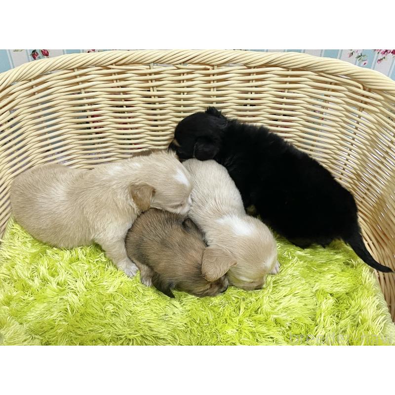 販売中の秋田県のチワックス:チワワ×ミニチュアダックスフンド-422848の11枚目