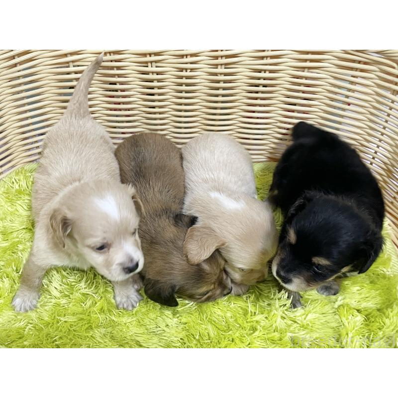 販売中の秋田県のチワックス:チワワ×ミニチュアダックスフンド-422848の10枚目