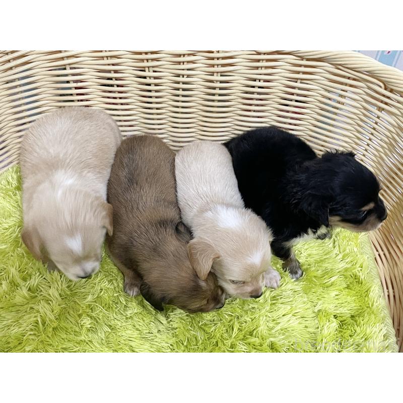 販売中の秋田県のチワックス:チワワ×ミニチュアダックスフンド-422848の9枚目