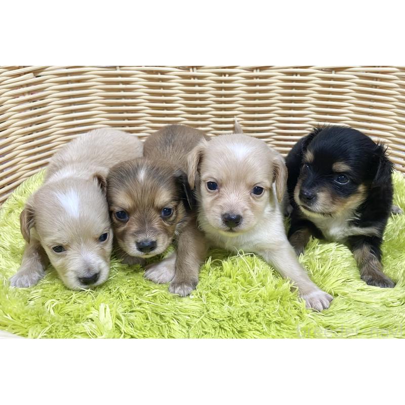 販売中の秋田県のチワックス:チワワ×ミニチュアダックスフンド-422848の8枚目